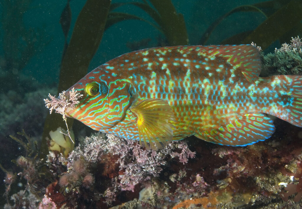 British Marine Life in Action - Talk by Dr Paul Naylor